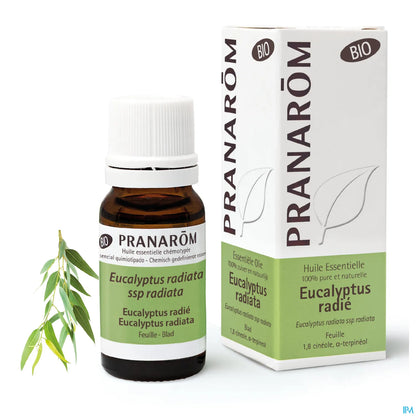 Olio essenziale di foglie di eucalipto radiata 10 ml