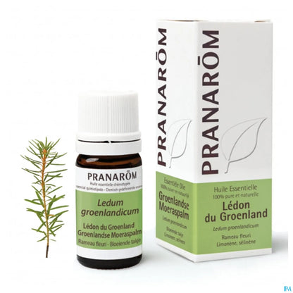 Huile Essentielle Ledon Groenland 5 mL