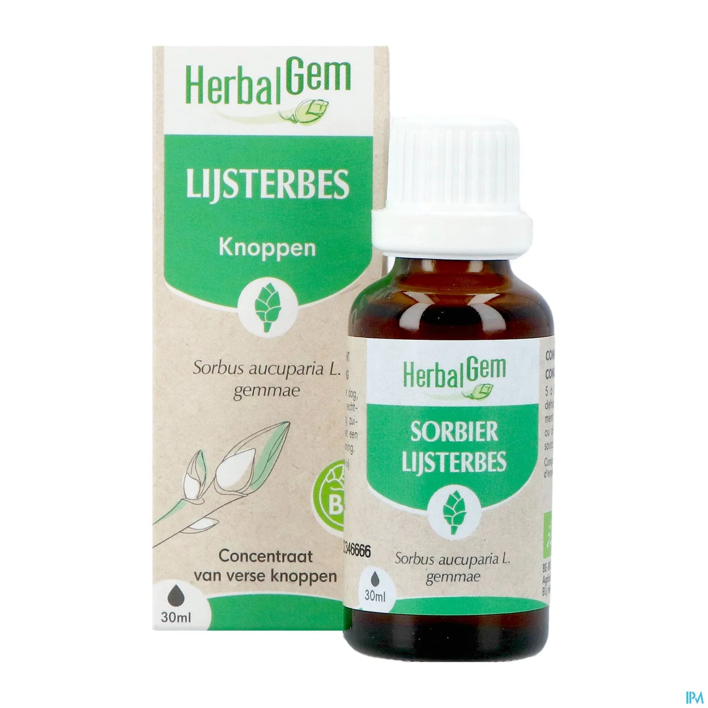 Organic Rowan Bud Macerate 30 mL