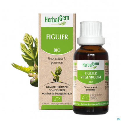 Macérât Mère Figuier Bio 30 mL