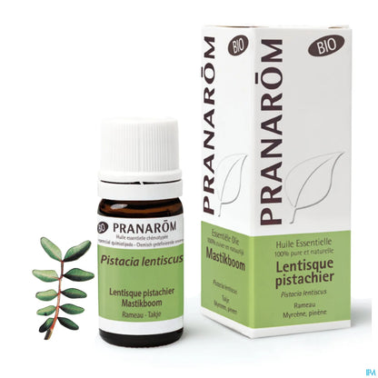 Olio essenziale di pistacchio mastice biologico 5 ml